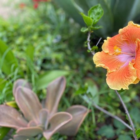Juniper Bay Bed & Breakfast ปอร์โตสกูโซ ภายนอก รูปภาพ