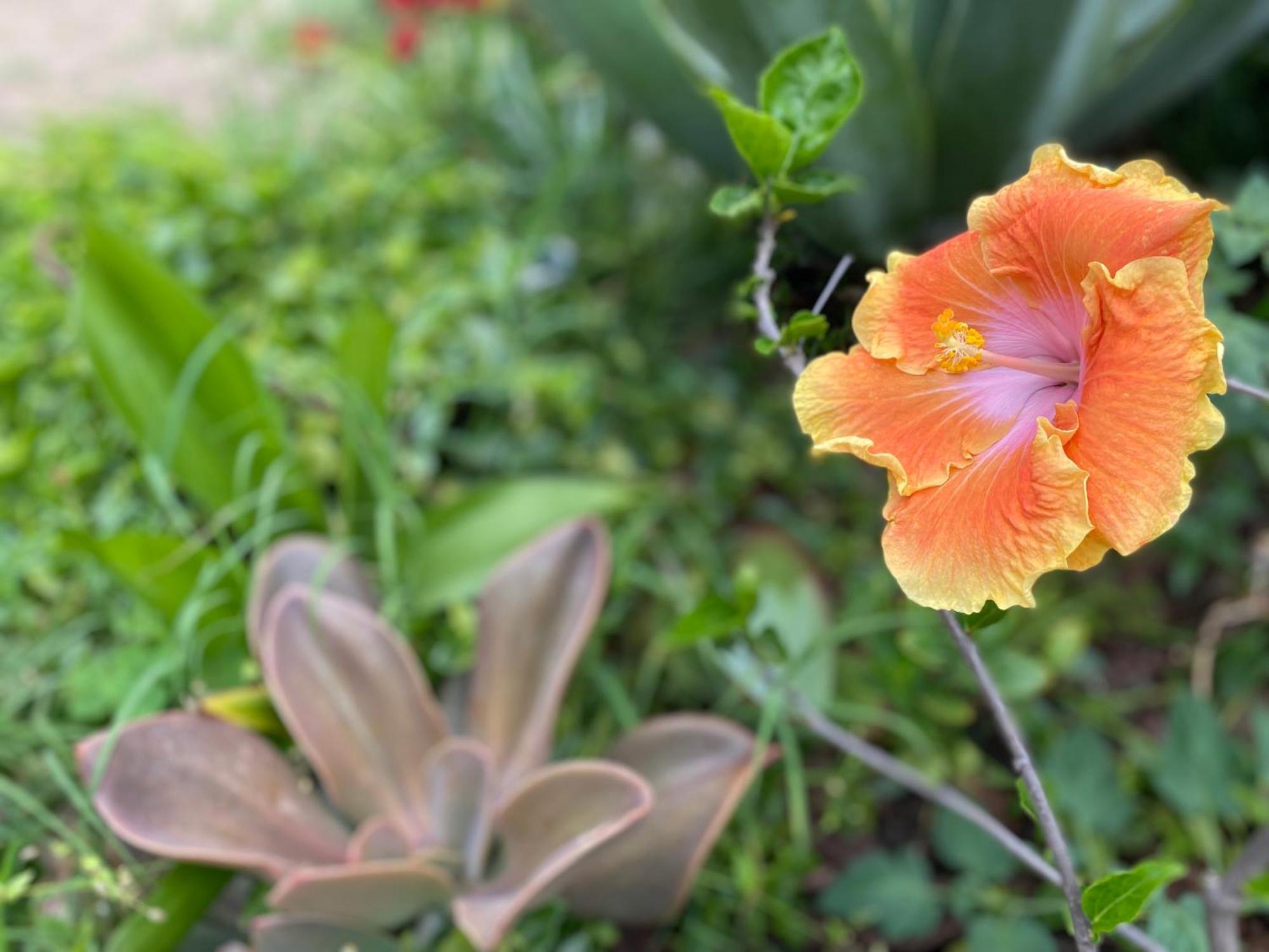 Juniper Bay Bed & Breakfast ปอร์โตสกูโซ ภายนอก รูปภาพ